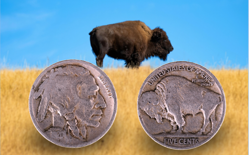 Front and back of a Buffalo Nickel with a background image of a buffalo standing in a field of grass 